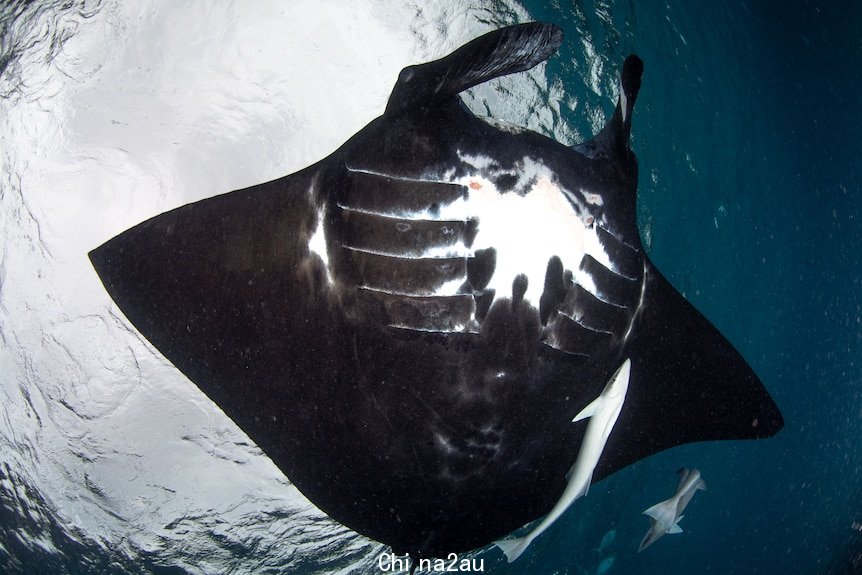 The belly of a melanistic ray.
