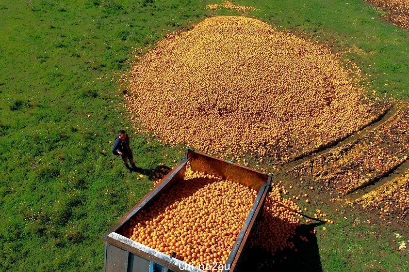 An aerial shot of a giant pile of oranges on the ground.