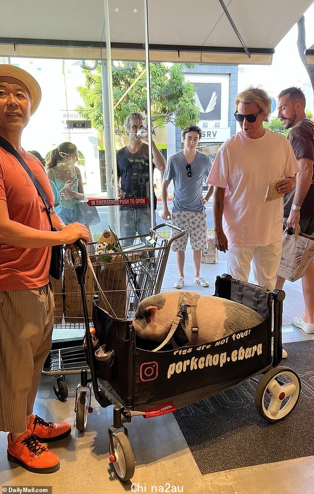 主人牵着他的皮带:那只猪在一辆黑色白色轮子的无线电传单车里