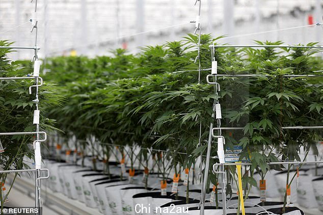 一些欧洲国家已经制定了将该药物合法化的坚定计划,包括德国和卢森堡