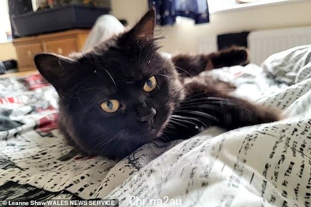 Leanne Shaw,34 岁,正在寻找神秘的猫杀手,因为她的三岁猫 Binx(如图)死于防冻剂中毒