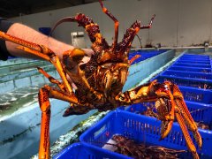 有迹象显示中国将讨论取消对澳洲岩龙虾的禁令