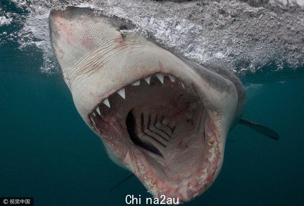 大白鲨,鲨鱼（图／视觉中国）