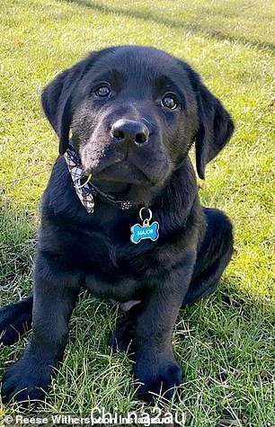 这位“合法金发女郎”明星于 2021 年 1 月拥有了她的黑色拉布拉多犬少校（如图）