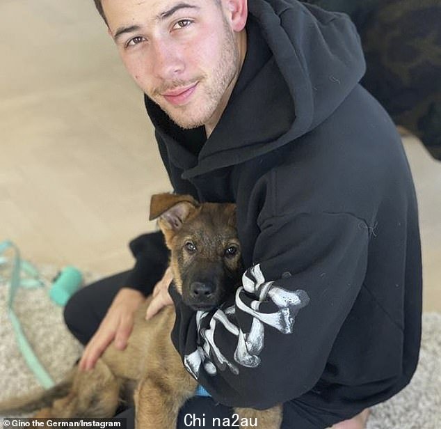 A-list 夫妇 Nick Jonas 和 Priyanka Chopra 拥有一只名叫 Gino 的德国牧羊犬