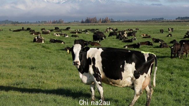 澳大利亚畜牧业目标是到 2030 年实现碳神经，牛产占澳大利亚甲烷气体的 48%。图片：AP Photo/Mark Ba​​ker