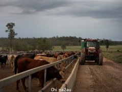 联盟宣布工党将立法甲烷承诺并在担心“打嗝税”的情况下“摧毁”澳大利亚的农业工作