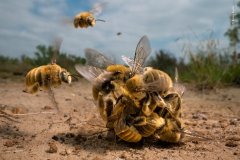 2022年度野生动物摄影大奖：蜜蜂赢得最高奖项