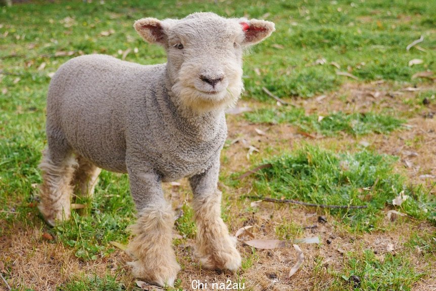 A small white lamb stands in a grassy paddock next to its mother. 