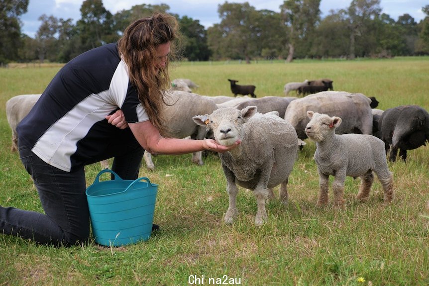 A woman with long brown hair kneels in the paddock surrounded by small white sheep 