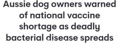 澳专家警告：对抗”致命疾病”狗狗疫苗短缺，出现症状及时就医（图）