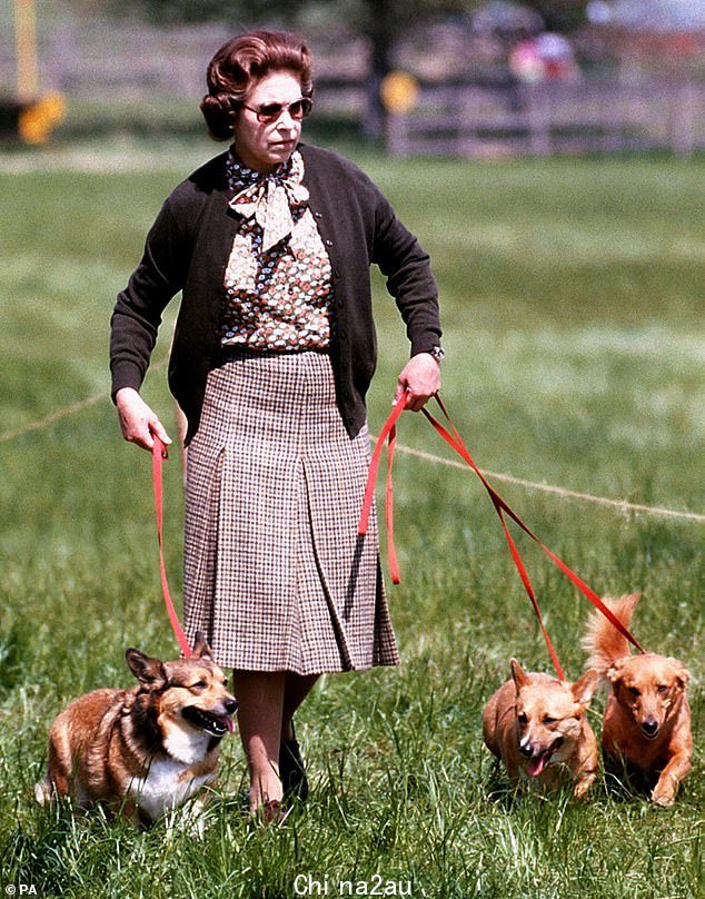在养犬俱乐部注册的柯基犬数量达到30年新高,兴趣日益浓厚