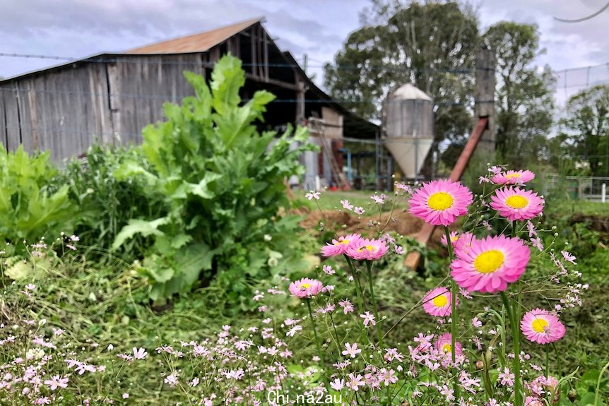 farm, flowers, dairy, barn