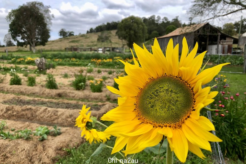 Beautiful sunflowers with flower rows behind them.