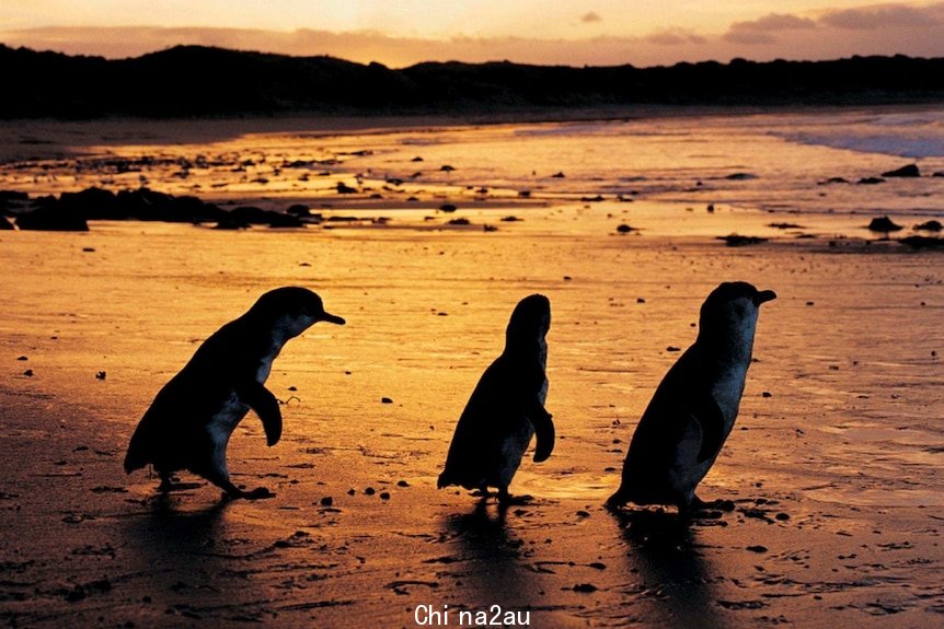 Fairy penguins at Phillip Island.