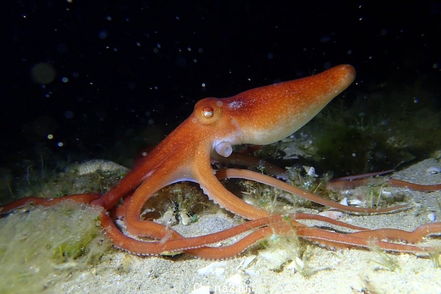 An up close image of a red octopus on the sea floor in Australia