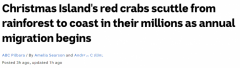 澳洲圣诞岛红蟹开始迁徙，密密麻麻“一片红”！预计将有6500万只参与（组图）