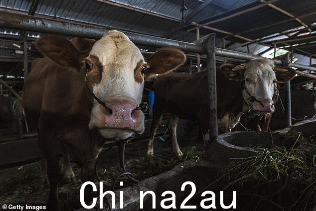 澳大利亚今年早些时候加强了对口蹄疫的防护印度尼西亚爆发后其国际机场出现疾病(如图,印度尼西亚的牛)