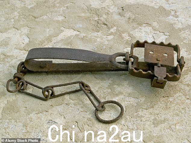 杜松子酒陷阱最初用于捕捉白鼬和狐狸,但自 1958 年以来在英国已被禁止(库存图片)