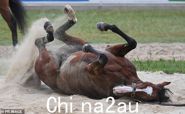 Racing Victoria 说安东尼范戴克因受伤无法获救,但后来有报道称orse 的死亡发现它在杯赛中崩溃前一个月很蹩脚