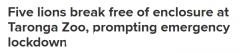 悉尼塔龙加动物园5只狮子出逃，引发临时封锁！大量警员到场，居民收到居家警告（组图）