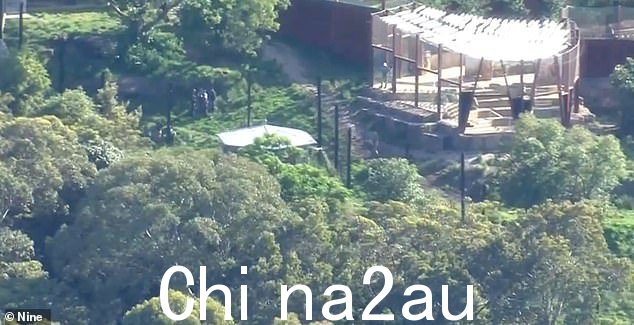 四只狮子在悉尼塔龙加动物园逃离了它们的围栏(如图,警察在狮子观赏区附近的栅栏上看到)