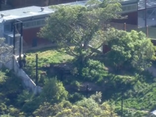 Taronga Zoo 已经确认狮子现在回到了它们的围栏中,并且正常操作已经恢复。图片:Twitter