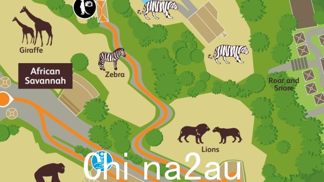 The Roar and Snore 帐篷位于狮子围栏的隔壁。图片:塔龙加动物园