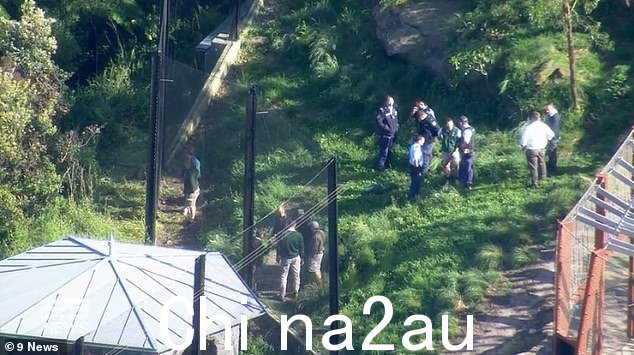 警察周三被叫到莫斯曼的塔龙加动物园,帮助工作人员确定狮子是如何逃离围栏的