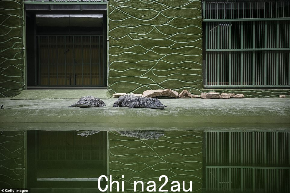 动物园里有两条鳄鱼潜伏在水边,动物园里有一百多种不同的动物