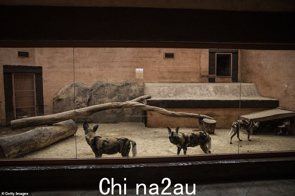被困在围栏里的孤独动物中有一只非常罕见的白虎、狮子、骆驼、野狗、斑马、河马、犀牛和熊