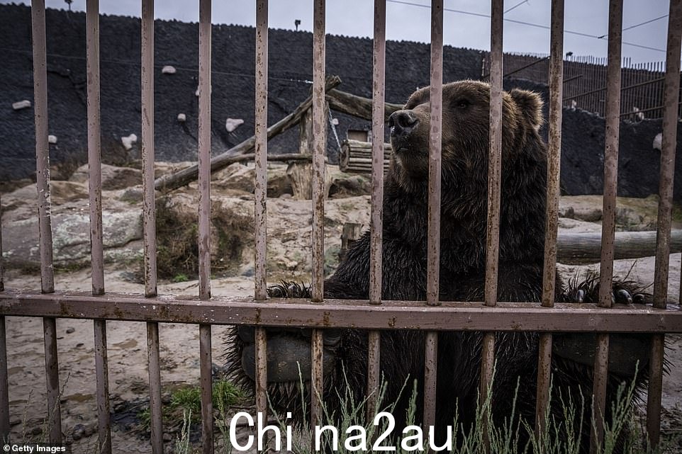 当导弹在基辅郊区的动物园周围下雨时,一只熊渴望地越过围栏的栅栏
