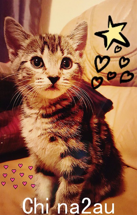 Agnieszka Kalinowski 经常在她的 Facebook 页面上发布她的猫的照片。昨天,她被一名法官抨击,因为她在被捕后对她的猫表现出更多的兴趣,而不是她儿子的死,因为她被判入狱寿命至少为 39 年