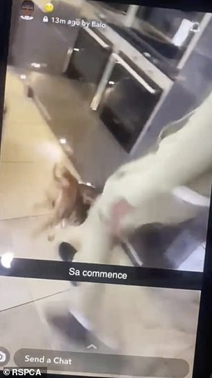 来自 Snapchat 的 Zouma 在家踢猫的视频
