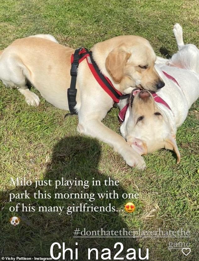 Cute!Vicky 和 Ercan 去年买下了 Milo,从那以后一直在记录他们和他的生活