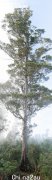 世界上最古老的塔州桉树（组图）