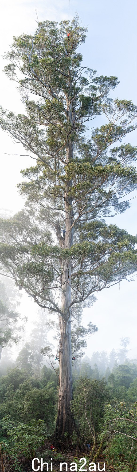 An absolutely enormous eucalpytus tree, with people looking tiny at various points up the tree.