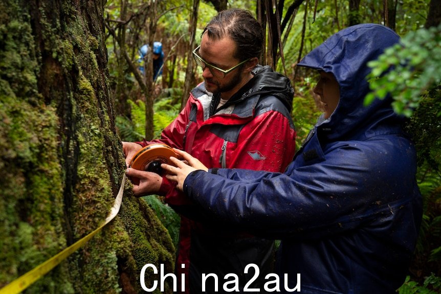 Two people reading a tape measure that's been wrapped around a big tree in a wet forest.