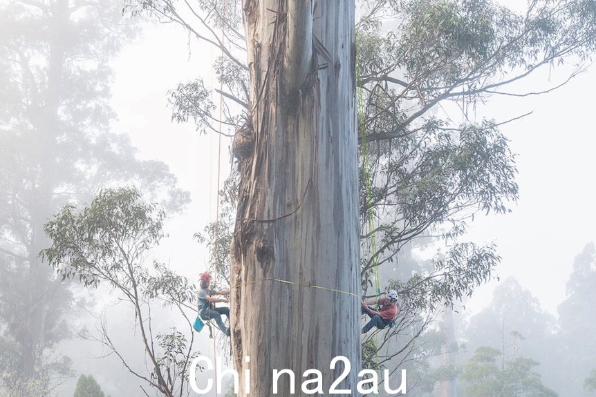 Two people hanging on ropes either side of the trunk of a giant tree in misty conditions, measuring its trunk.