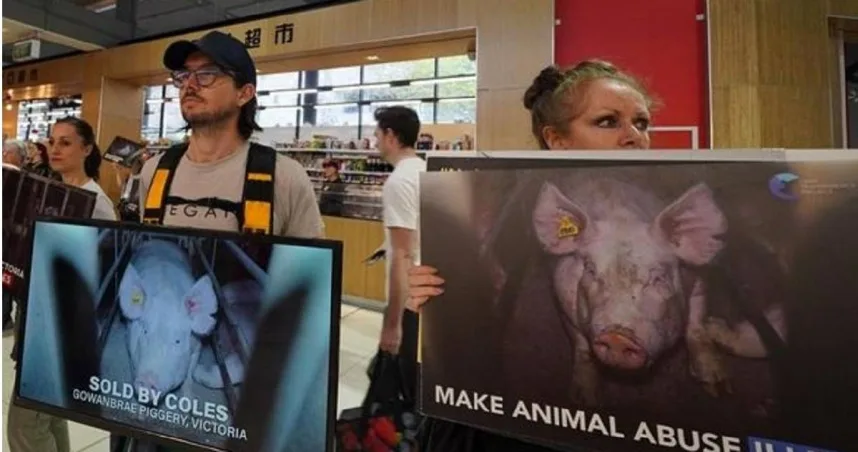 素食团体抗议牲畜业者以非人道方式养猪。 （图／翻摄自dominionmovement IG）