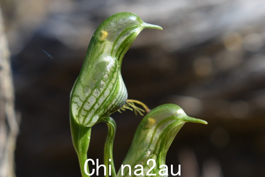 A bird-shaped green plant