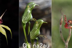 奇形怪状的“神秘”西澳州兰花（组图）