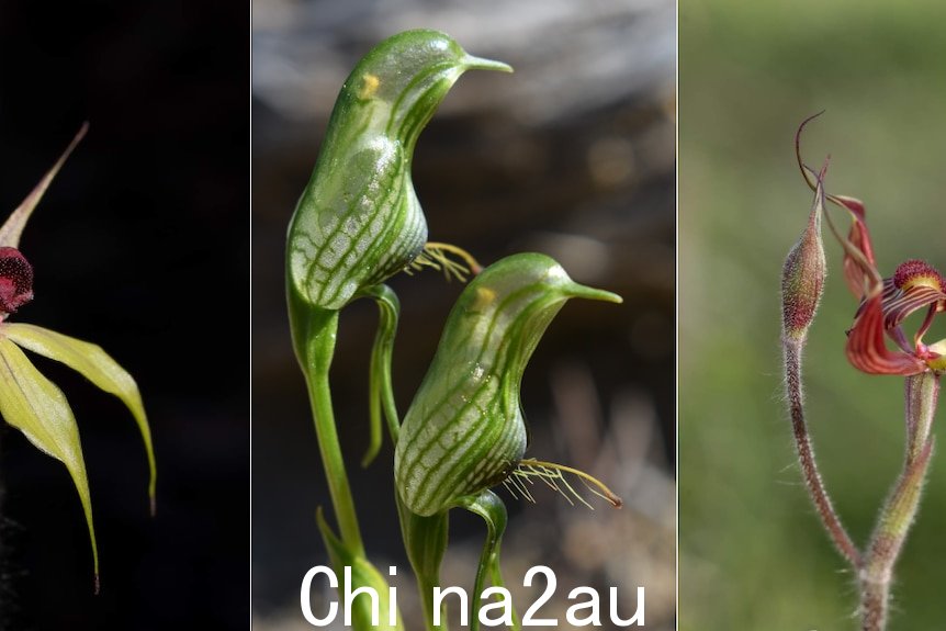 Three photos of native orchids