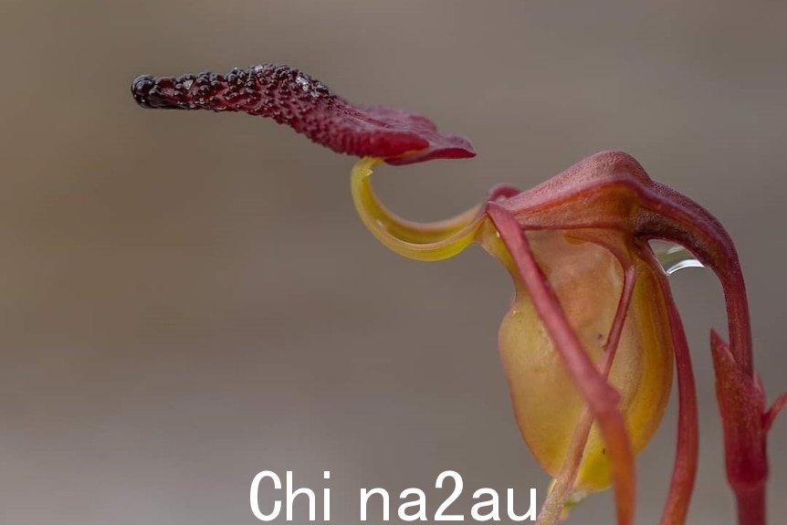 Close-up of a red and green orchid