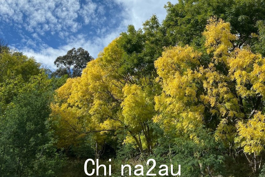 黄绿色的大树占据了画面的四分之三，左上角是蓝色的天空。