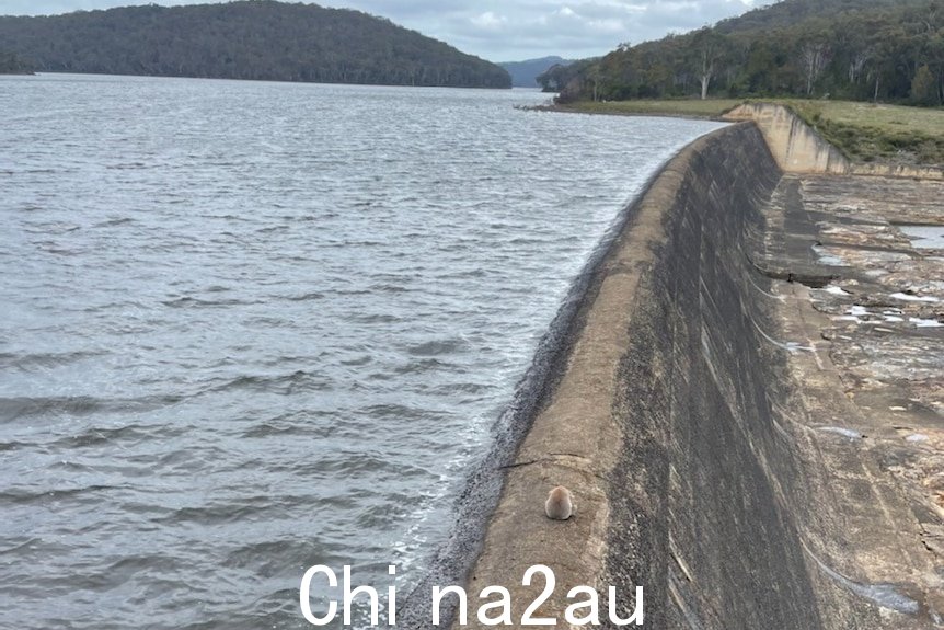 koala small on dam wall