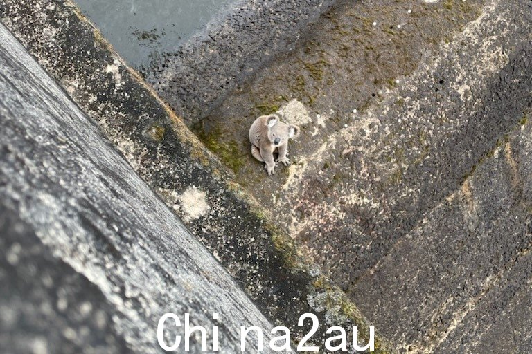 Looking down on a koala sitting on a dam wall.