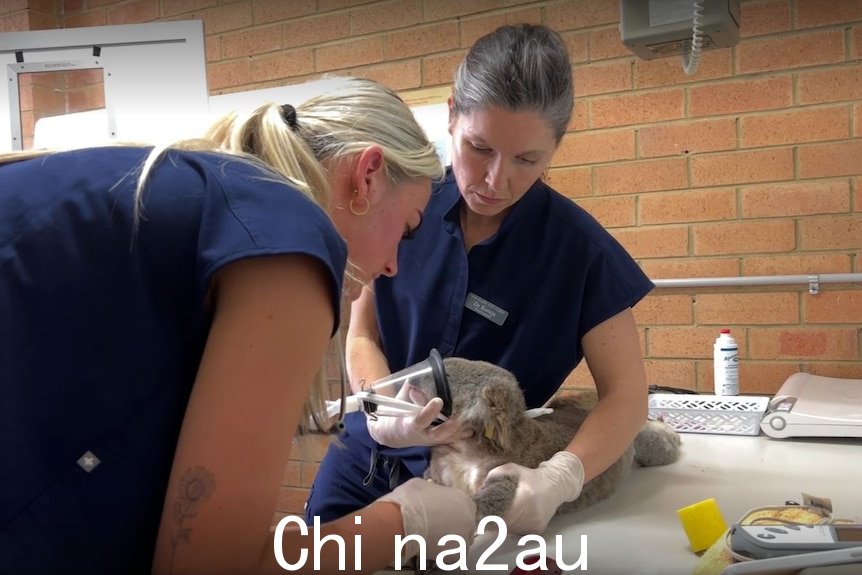 Ollie the koala lies on vet table with oxygen mask