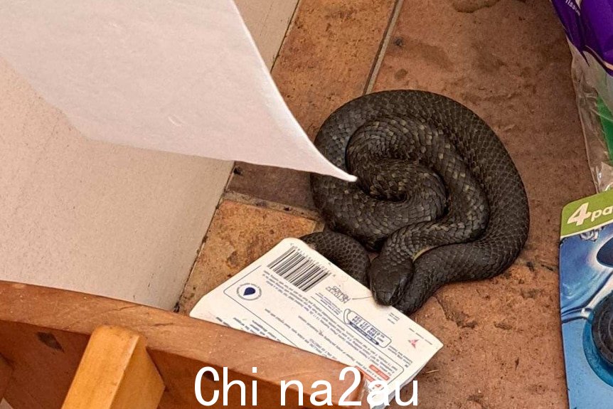 Tiger snake on the floor of a toilet.