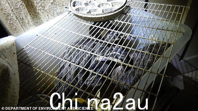 Christensen 先生补充说,这只动物的状况不符合监管要求,据称可能违反了《动物保护和保护法》(如图,家中笼子里的鸟)